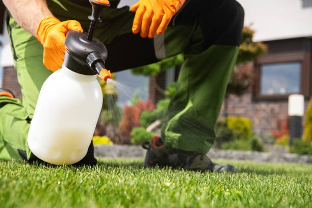 Best Termite Control Services  in Sherrelwood, CO